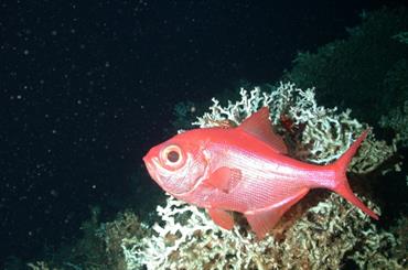 Appraising deep-sea fish stocks when data are scarce
