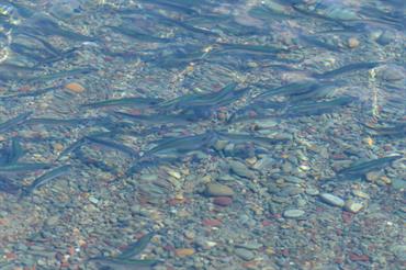 Global review identifies opportunities to improve monitoring of juvenile fish habitats