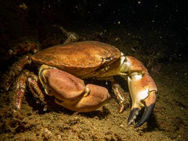 Tracking changes in brown crab fisheries across the Northeast Atlantic