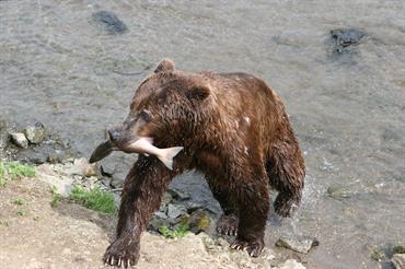 IJMS Editor’s Choice – How to give salmon a fighting chance