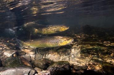 Challenges and opportunities in juvenile sea trout assessments across Europe