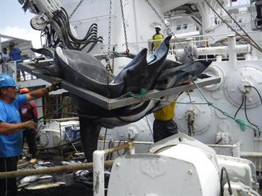 IJMS Editor’s Choice – Reducing shark and ray bycatch: Fisher-co-developed tools making global impact