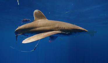 IJMS Editor’s Choice – Can we avoid sharks without losing the target catch?