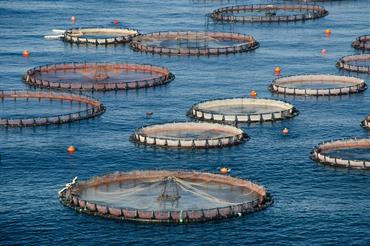 IJMS Editor’s Choice – Building social acceptability for sustainable aquaculture in Europe