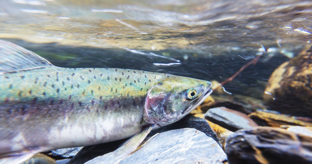 Salmon export price